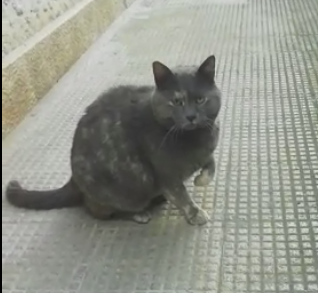 Raviolina randagia in cerca di coccole costanti Foto 4